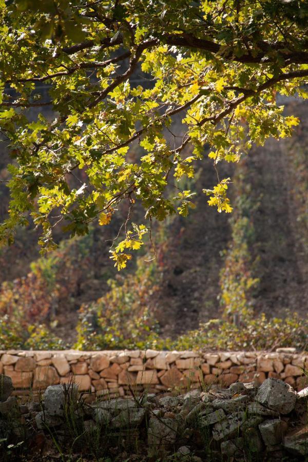 Appartamento Terre Di Sveva Castel Del Monte  Esterno foto